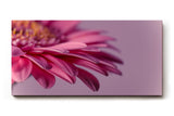 Sinus Art Wandbild 120x80cm Faszinierende Nahaufnahme einer rosa Blüte für eine elegante und ruhige Raumwirkung