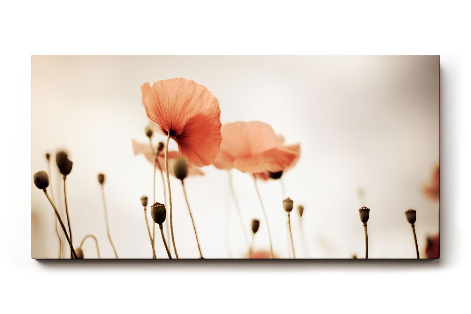Sinus Art Wandbild 120x80cm Filigrane Mohnblumen vor hellem Hintergrund in minimalistischem Stil – leicht und poetisch