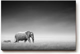 Sinus Art Wandbild 120x80cm Stimmungsvolle Szene mit Elefant und Zebra in weiter Graslandschaft als Symbol für Harmonie