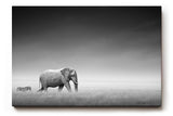 Sinus Art Wandbild 120x80cm Stimmungsvolle Szene mit Elefant und Zebra in weiter Graslandschaft als Symbol für Harmonie