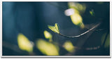 Knospen an einem Ast ca. 130x70cm Wandbild inklusive Schattenfugenrahmen weiss - Panorama Leinwand Bild XXL Format Wandbilder Wohnzimmer Wohnung Deko Kunstdrucke
