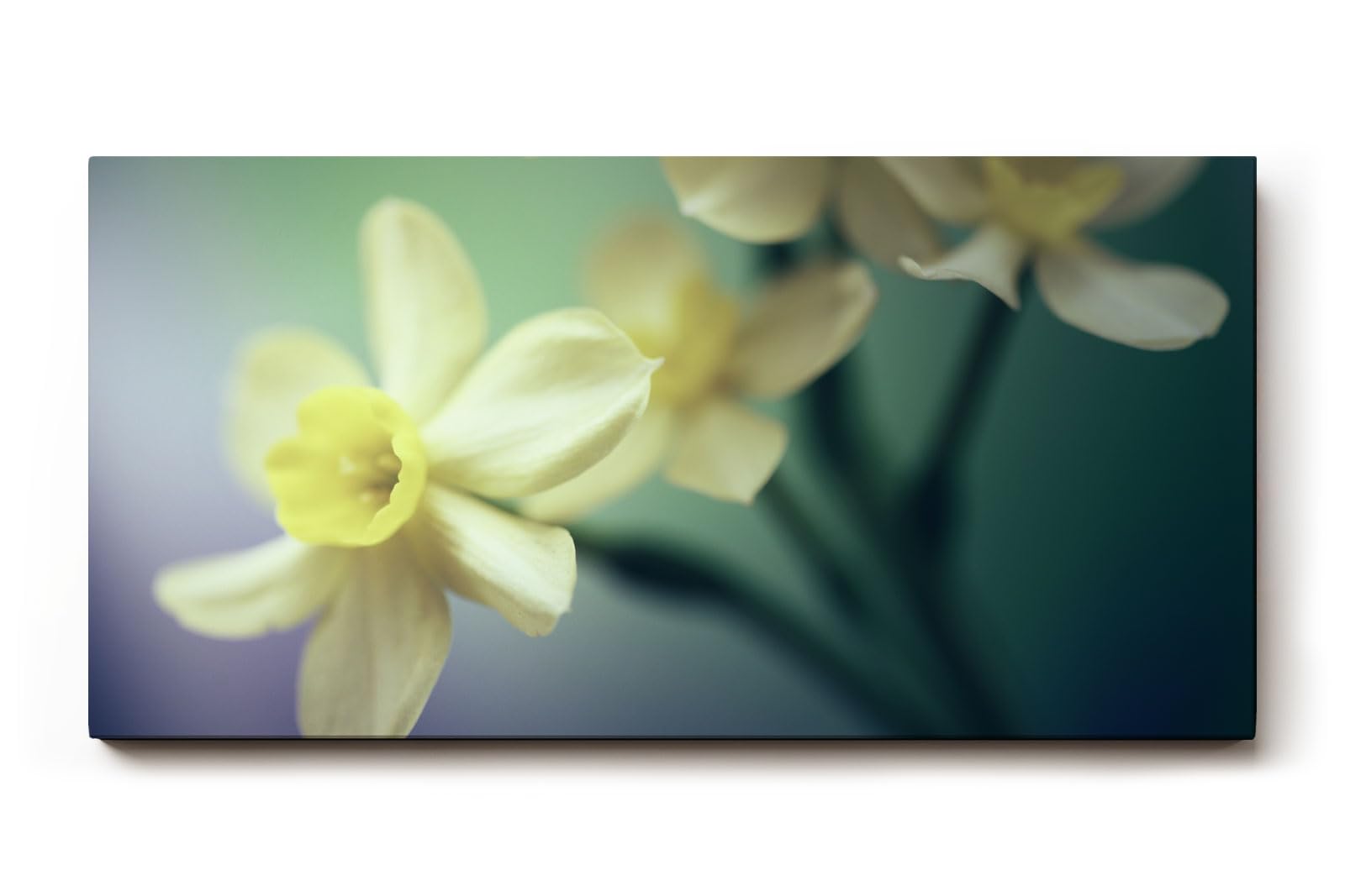 Sinus Art Wandbild 120x80cm Elegante Darstellung von Narzissen – Symbol für Neubeginn und Leichtigkeit
