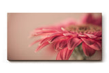 Sinus Art Wandbild 120x80cm Rosa Blüte im Vordergrund vor einfarbigem ruhigen Hintergrund – ästhetisch und dezent