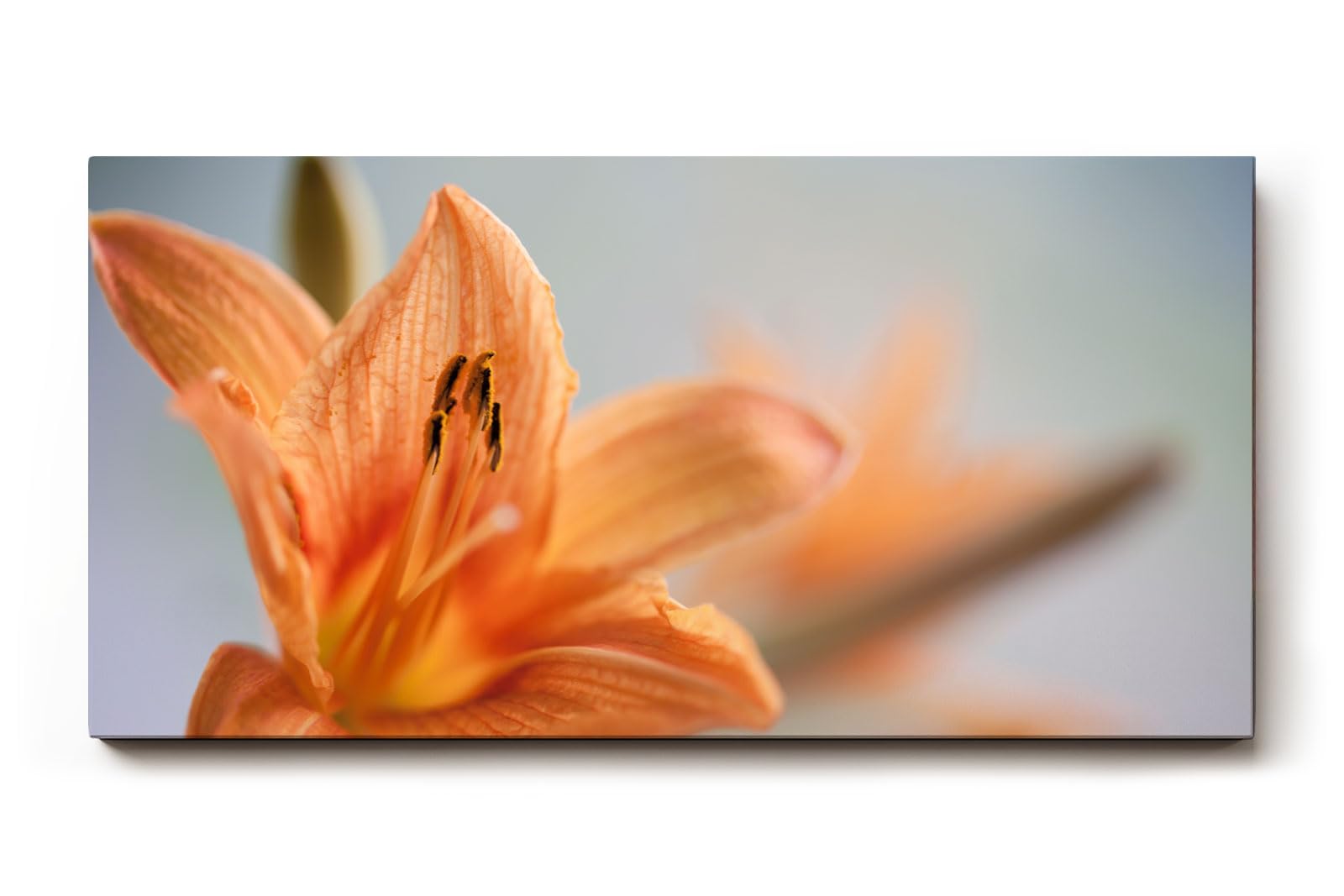 Sinus Art Wandbild 120x80cm Zarte Lilienblüte mit natürlicher Eleganz und floraler Ausdruckskraft