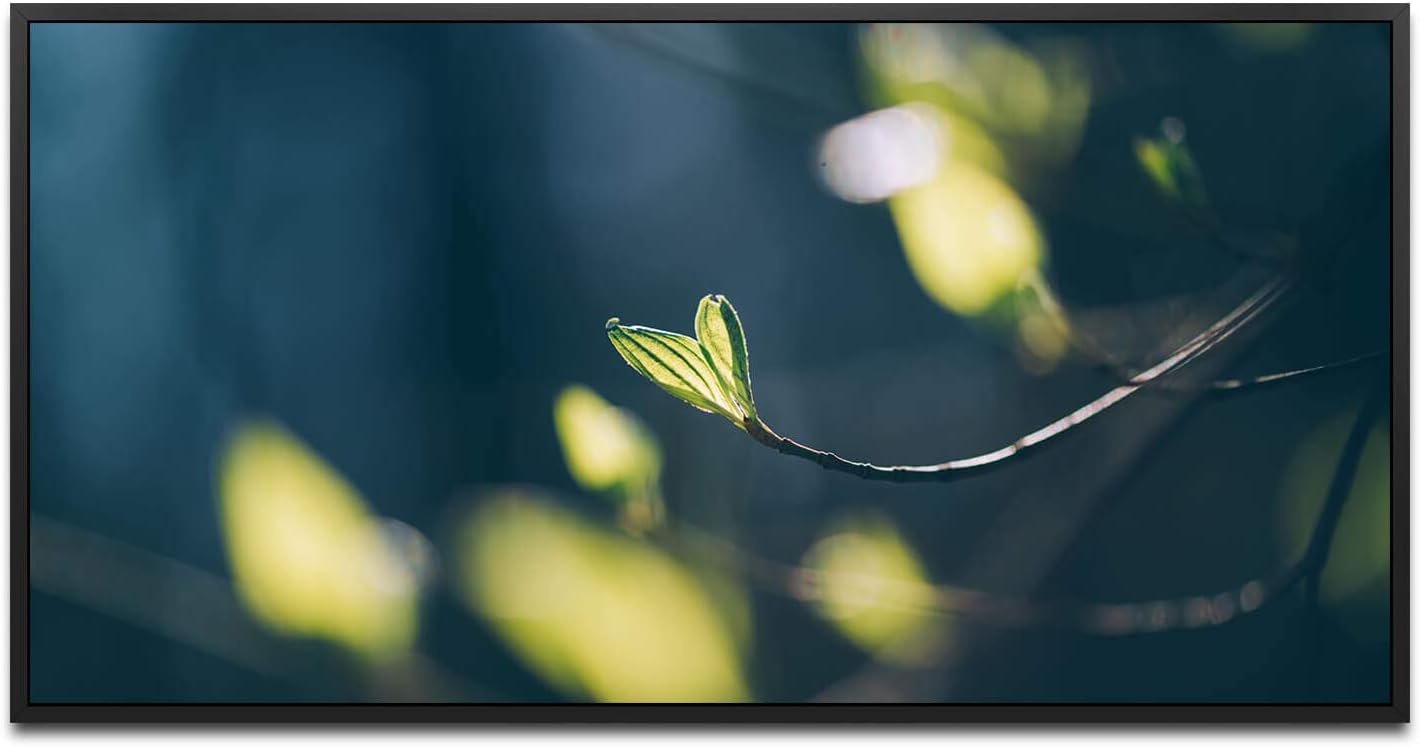 Knospen an einem Ast ca. 130x70cm Wandbild inklusive Schattenfugenrahmen schwarz - Panorama Leinwand Bild XXL Format Wandbilder Wohnzimmer Wohnung Deko Kunstdrucke