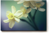 Sinus Art Wandbild 120x80cm Elegante Darstellung von Narzissen – Symbol für Neubeginn und Leichtigkeit