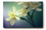 Sinus Art Wandbild 120x80cm Elegante Darstellung von Narzissen – Symbol für Neubeginn und Leichtigkeit