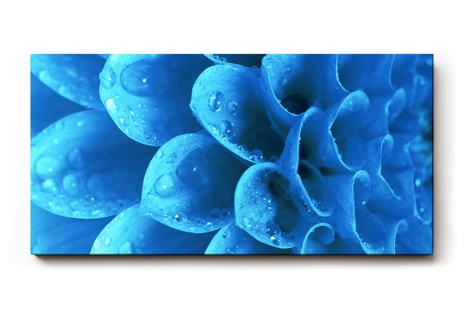 Sinus Art Wandbild 120x80cm Die Tropfen auf der blauen Blüte bringen Frische, Eleganz und Tiefe in den Raum