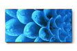Sinus Art Wandbild 120x80cm Die Tropfen auf der blauen Blüte bringen Frische, Eleganz und Tiefe in den Raum