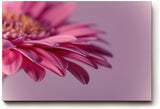Sinus Art Wandbild 120x80cm Faszinierende Nahaufnahme einer rosa Blüte für eine elegante und ruhige Raumwirkung