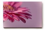 Sinus Art Wandbild 120x80cm Faszinierende Nahaufnahme einer rosa Blüte für eine elegante und ruhige Raumwirkung
