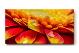 Sinus Art Wandbild 120x80cm Intensive Blütenfarben mit Tautropfen in beeindruckender Nahaufnahme