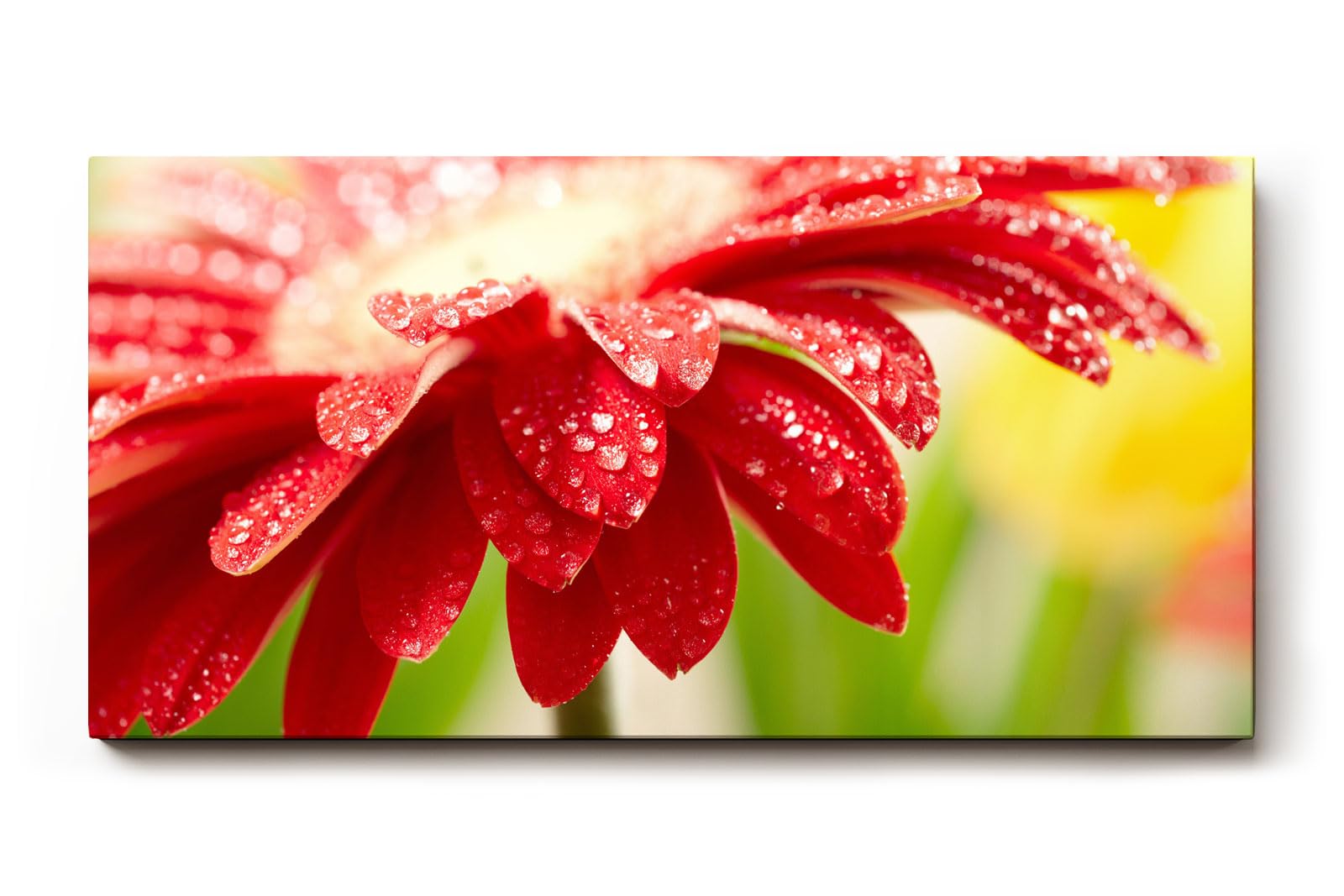 Sinus Art Wandbild 120x80cm Nahaufnahme einer roten Blüte mit glänzenden Wassertropfen – voller Frische und Dynamik