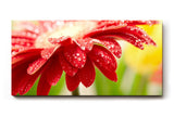 Sinus Art Wandbild 120x80cm Nahaufnahme einer roten Blüte mit glänzenden Wassertropfen – voller Frische und Dynamik