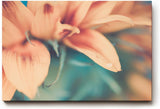 Sinus Art Wandbild 120x80cm Weichgezeichnete Nahaufnahme einer pastellfarbenen Blüte mit romantischer Stimmung