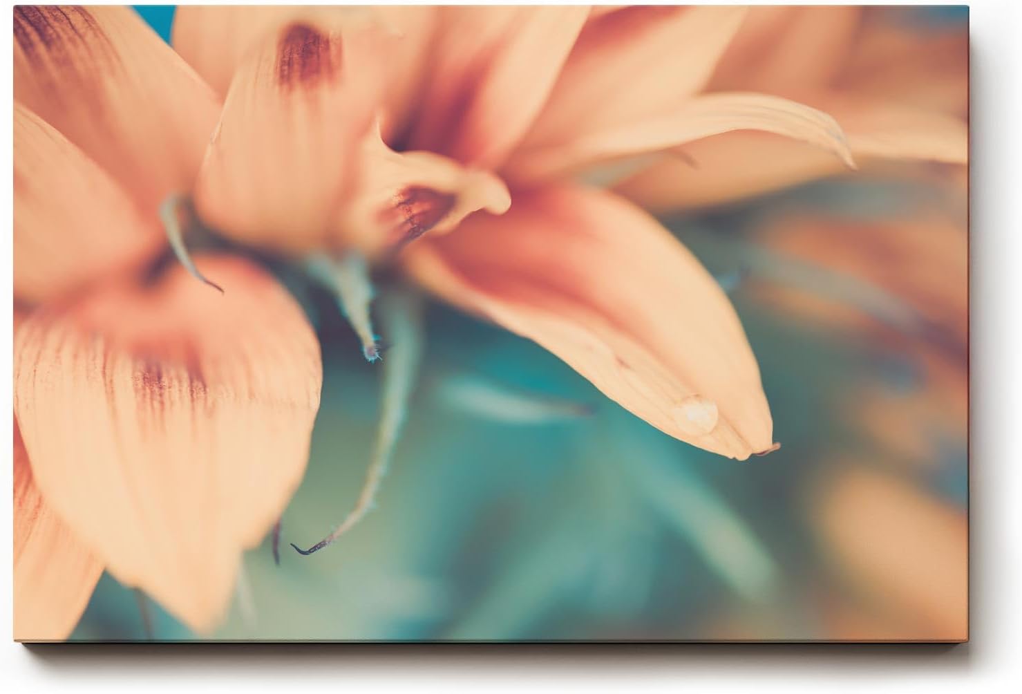Sinus Art Wandbild 120x80cm Weichgezeichnete Nahaufnahme einer pastellfarbenen Blüte mit romantischer Stimmung