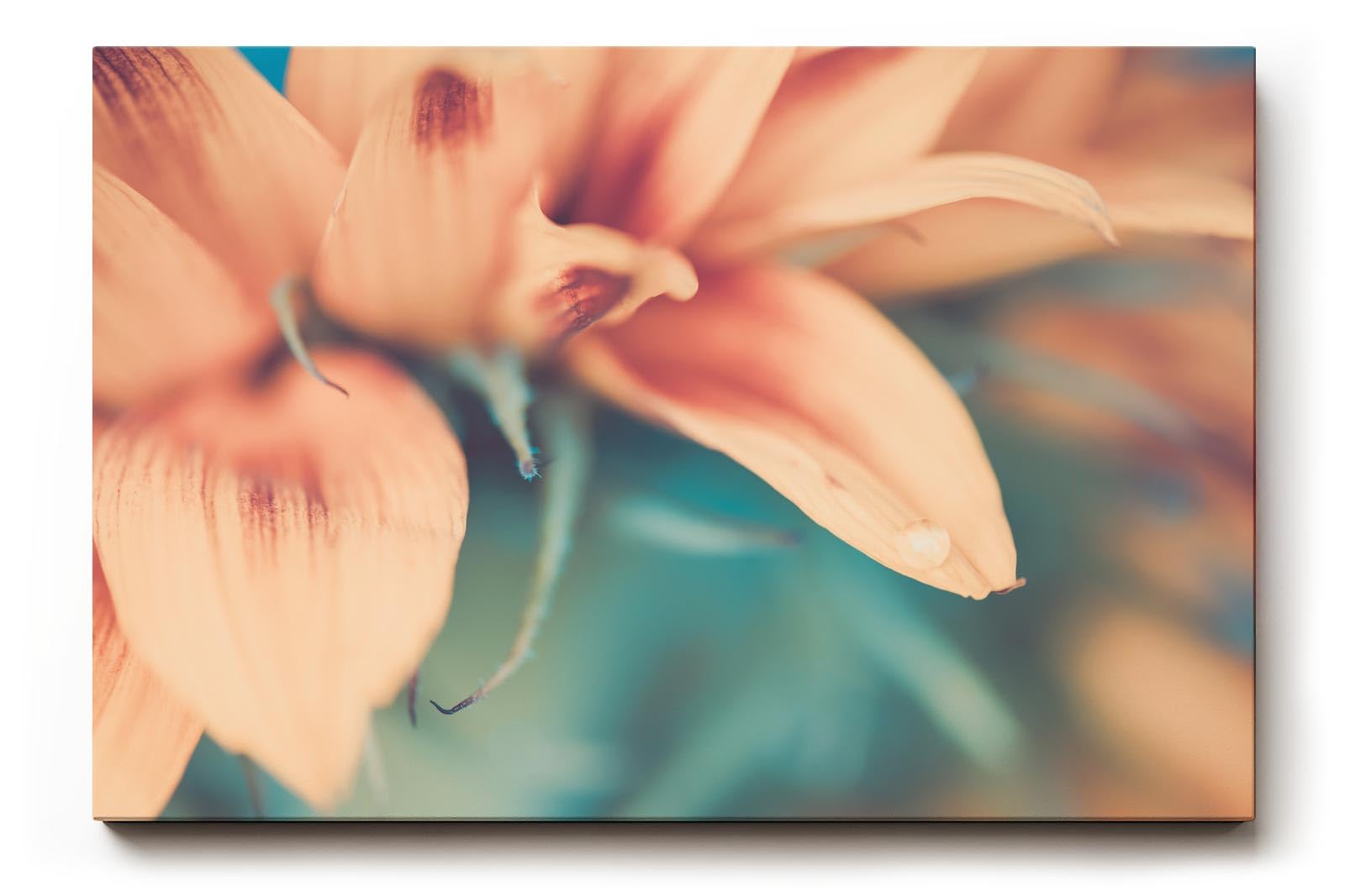 Sinus Art Wandbild 120x80cm Weichgezeichnete Nahaufnahme einer pastellfarbenen Blüte mit romantischer Stimmung
