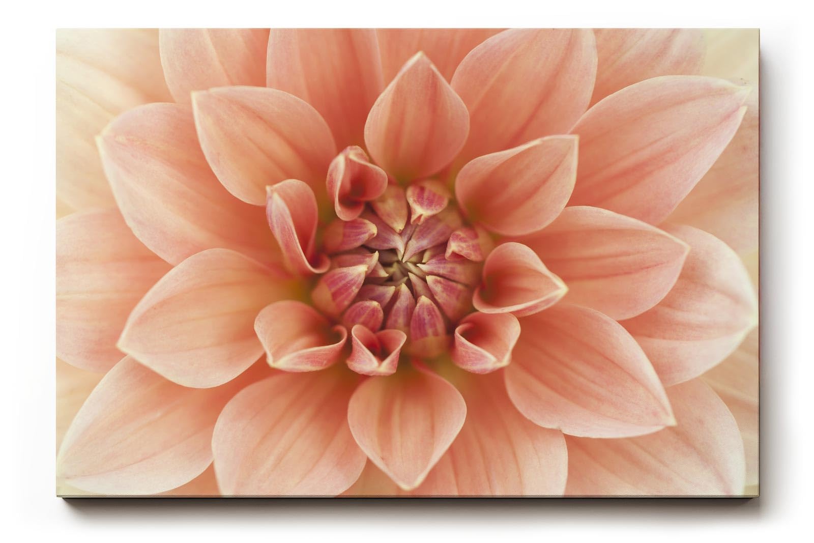 Sinus Art Wandbild 120x80cm Detailreiche Blütenstruktur in warmem Rosé für romantisch inspirierte Raumgestaltung