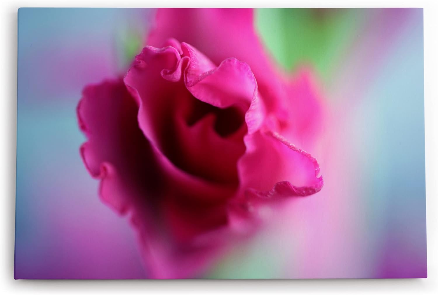 Paul Sinus Wandbild 120x80cm Rose Rosenblüte Rot Blume Blüte Kunstvoll Nahaufnahme