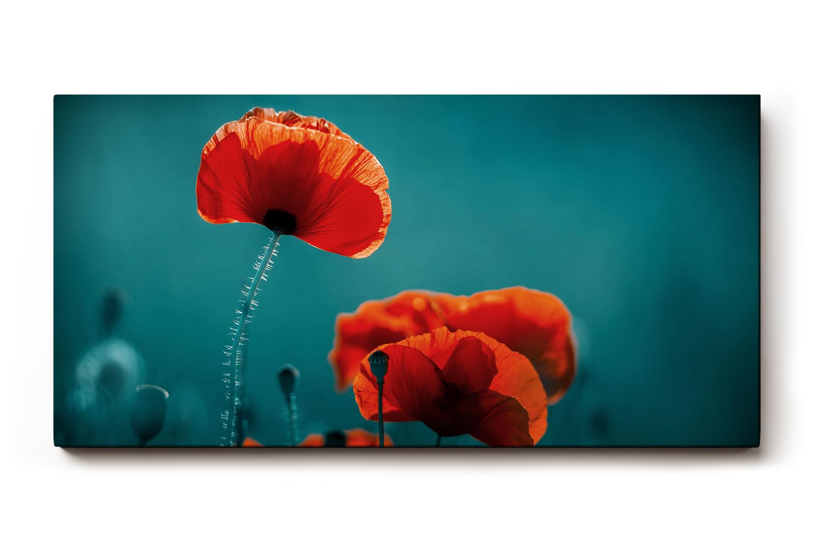 Sinus Art Wandbild 120x80cm Mohnblumen in intensivem Rot auf türkisblauem Hintergrund – modern, kraftvoll, reduziert
