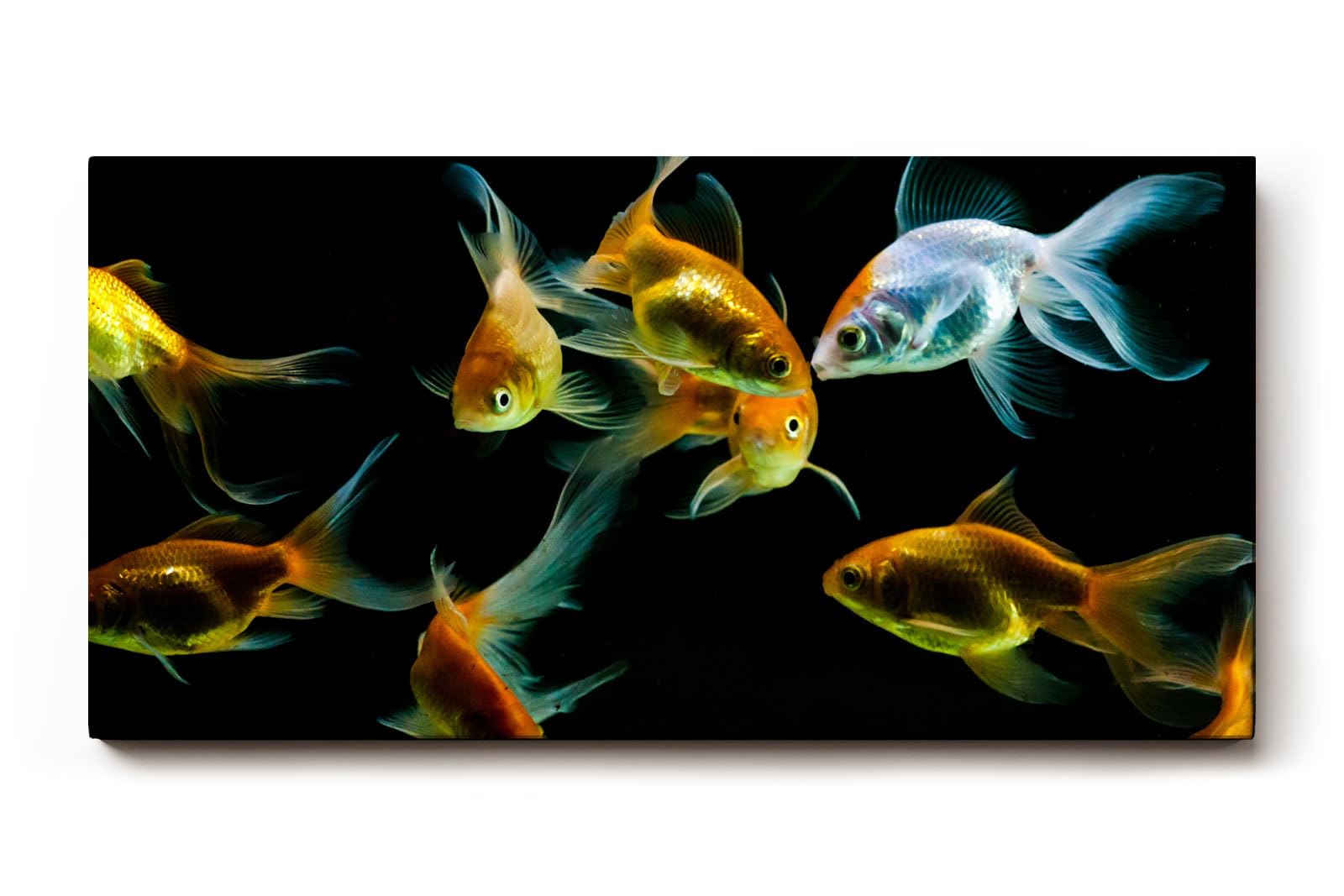 Sinus Art Wandbild 120x80cm Anmutige Darstellung von Goldfischen in harmonischer Farbkomposition