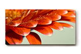 Sinus Art Wandbild 120x80cm Makroaufnahme leuchtend orangefarbener Blütenblätter mit funkelnden Wassertropfen