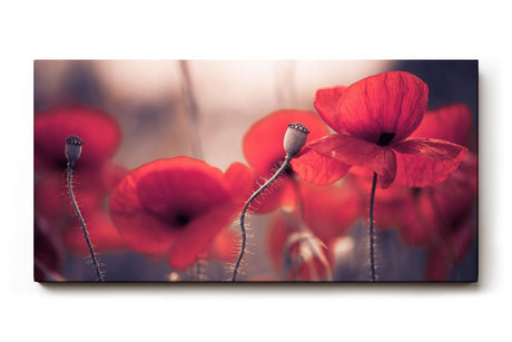Sinus Art Wandbild 120x80cm Ruhige Szene mit roten Mohnblumen in weicher Unschärfe und natürlichem Licht