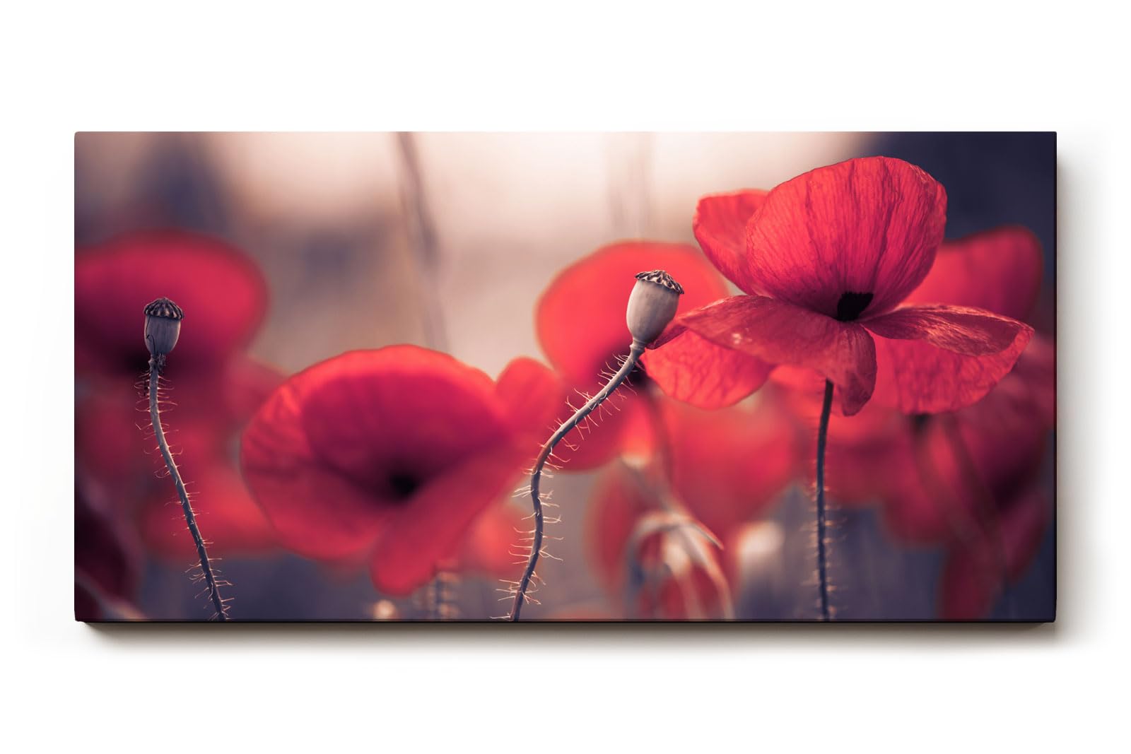 Sinus Art Wandbild 120x80cm Ruhige Szene mit roten Mohnblumen in weicher Unschärfe und natürlichem Licht