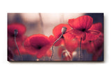 Sinus Art Wandbild 120x80cm Ruhige Szene mit roten Mohnblumen in weicher Unschärfe und natürlichem Licht