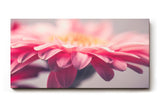 Sinus Art Wandbild 120x80cm Anmutige Nahaufnahme einer rosa Gerbera mit weichen Lichtverläufen