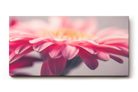 Sinus Art Wandbild 120x80cm Anmutige Nahaufnahme einer rosa Gerbera mit weichen Lichtverläufen