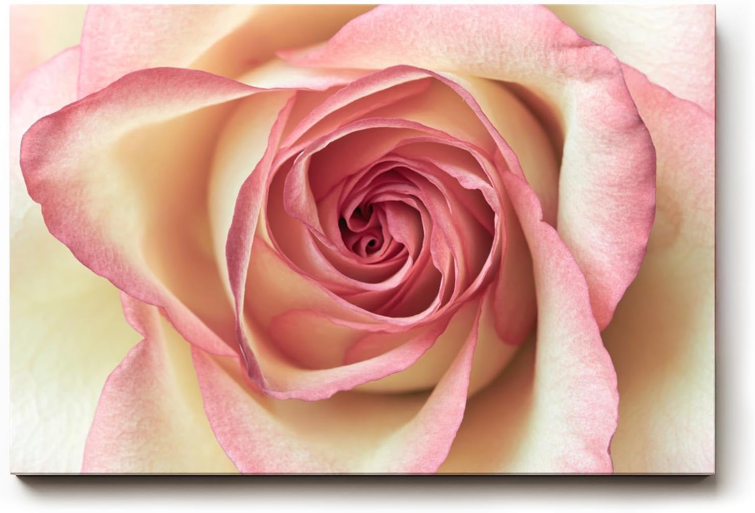 Sinus Art Wandbild 120x80cm Ästhetisches Rosenmotiv mit romantischer Ausstrahlung und Tiefe