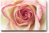 Sinus Art Wandbild 120x80cm Ästhetisches Rosenmotiv mit romantischer Ausstrahlung und Tiefe