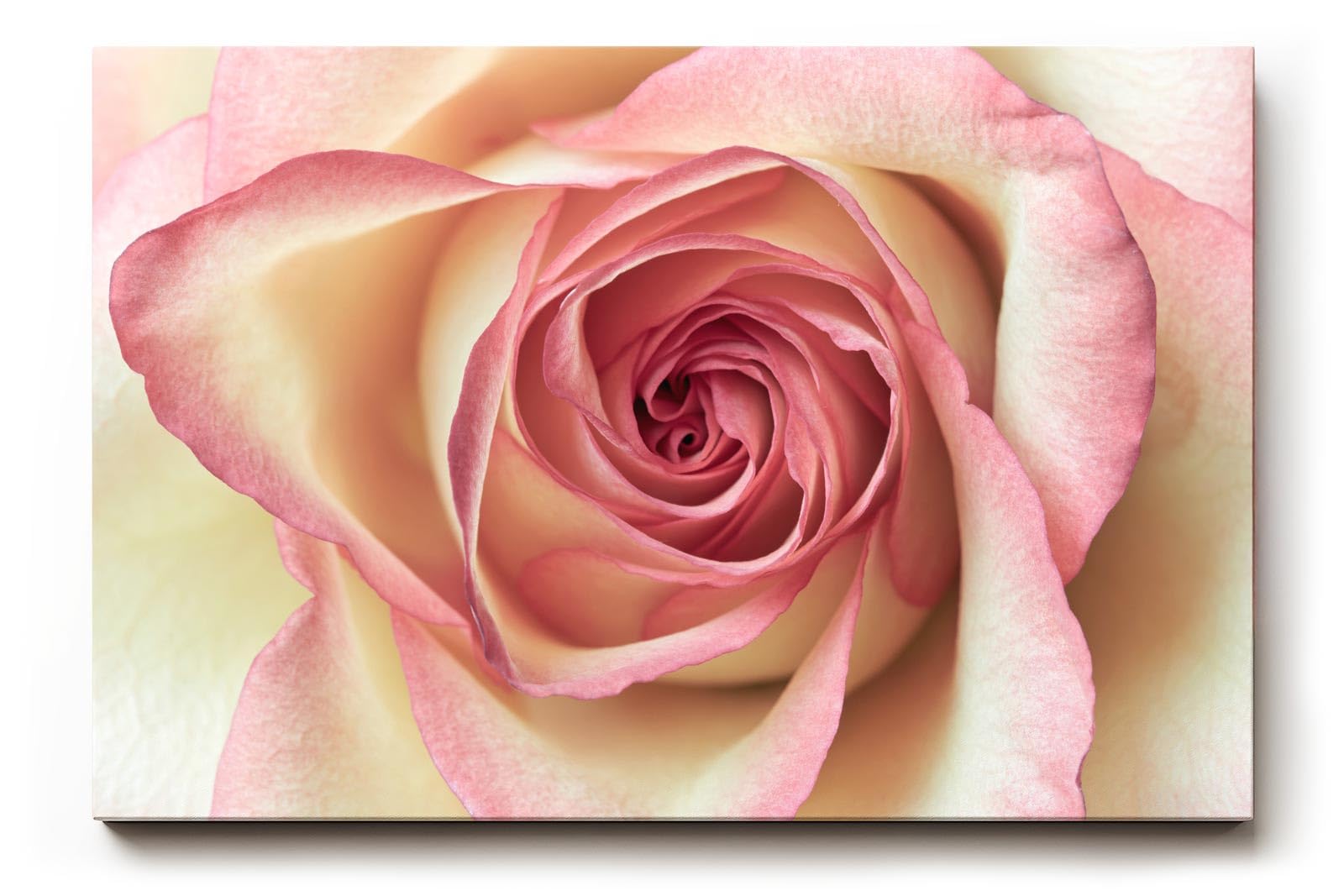 Sinus Art Wandbild 120x80cm Ästhetisches Rosenmotiv mit romantischer Ausstrahlung und Tiefe
