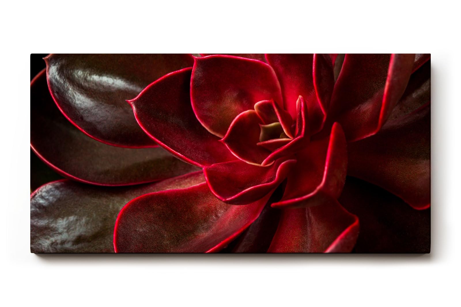 Sinus Art Wandbild 120x80cm Modernes Pflanzendetail mit ausdrucksstarken Formen und leuchtender Linienführung