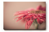 Sinus Art Wandbild 120x80cm Rosa Blüte im Vordergrund vor einfarbigem ruhigen Hintergrund – ästhetisch und dezent