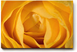 Sinus Art Wandbild 120x80cm Detailreiche Makroaufnahme einer gelben Rose – Symbol für Freundschaft und Freude