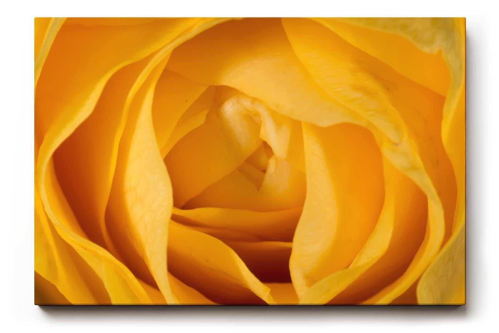 Sinus Art Wandbild 120x80cm Detailreiche Makroaufnahme einer gelben Rose – Symbol für Freundschaft und Freude