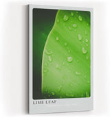 Paul Sinus Kunstdruck 40x60cm Lime Leaf Tropfen Blatt Grün Natur Makro Minimalismus