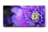 Sinus Art Wandbild 120x80cm Violettblaue Blüte mit hellem Zentrum – elegant, beruhigend und farbstark