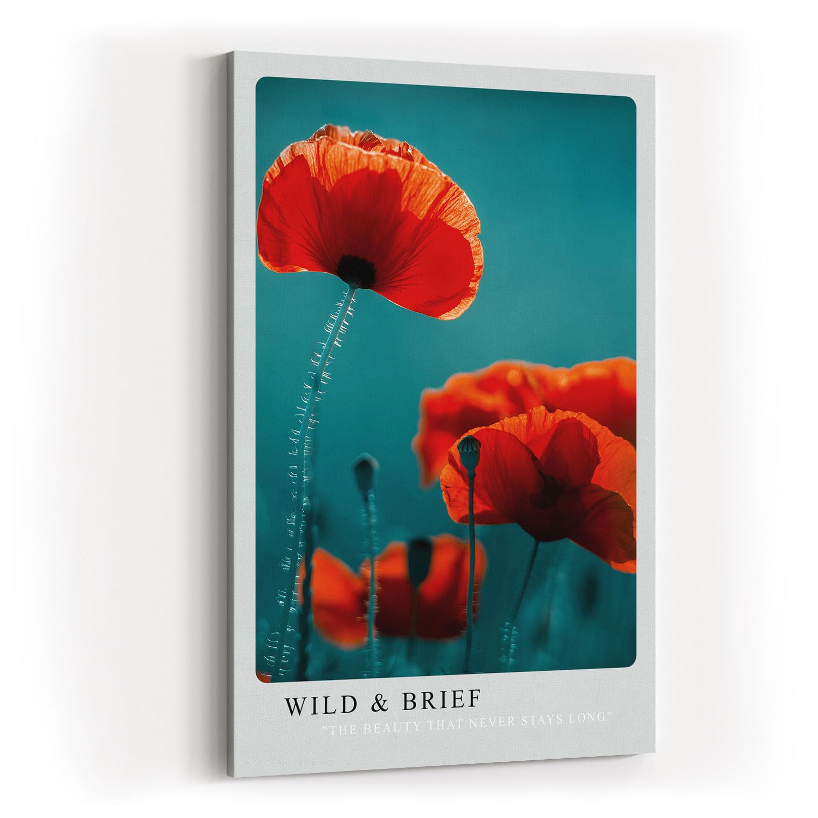 Paul Sinus Kunstdruck 40x60cm Mohnblumenfeld Natur Makro Leuchtkraft Blüte Poesie Wild and Brief