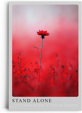 Paul Sinus Leinwandbild 60x90cm Stand Alone – Blume, Natur, Rot, Leidenschaft, Einsamkeit, Schönheit, Minimalismus, Kunst, Fotografie, Eleganz