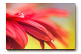Sinus Art Wandbild 120x80cm Detailreiche Nahaufnahme roter Blütenblätter mit glitzerndem Tautropfen