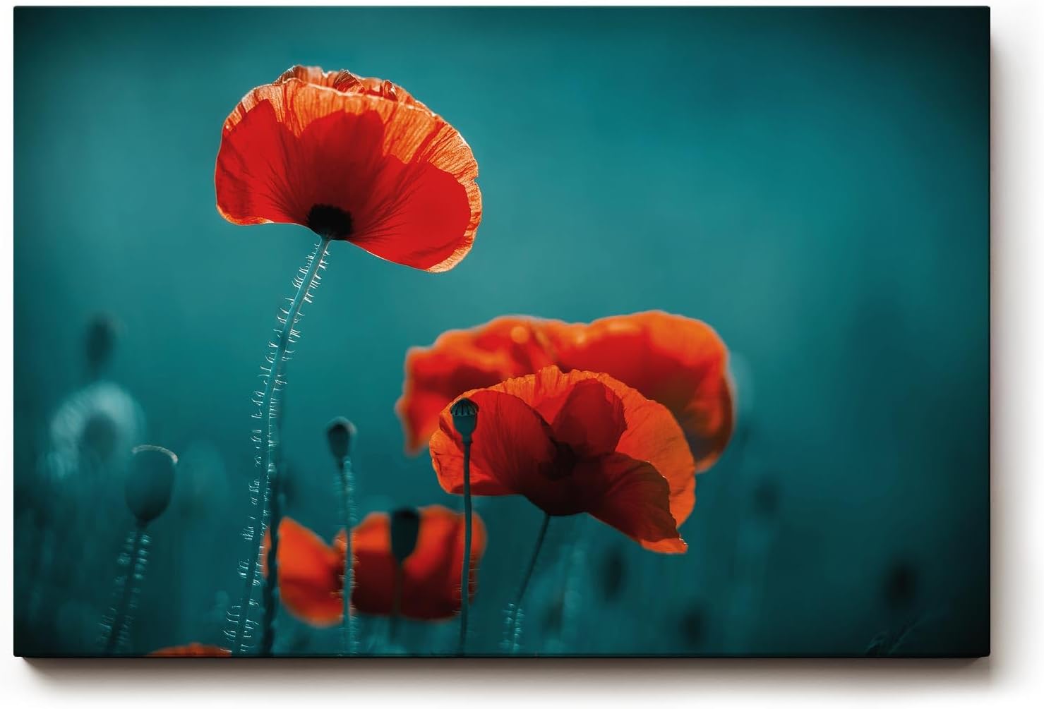 Sinus Art Wandbild 120x80cm Leuchtende Mohnblüten heben sich kontrastreich vom dunklen Hintergrund ab