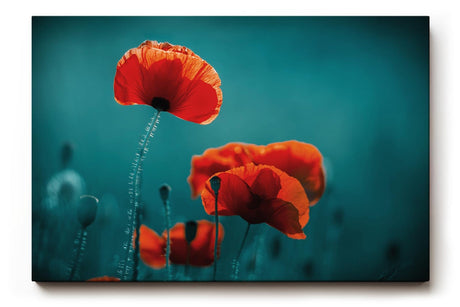 Sinus Art Wandbild 120x80cm Leuchtende Mohnblüten heben sich kontrastreich vom dunklen Hintergrund ab
