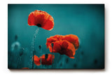 Sinus Art Wandbild 120x80cm Leuchtende Mohnblüten heben sich kontrastreich vom dunklen Hintergrund ab