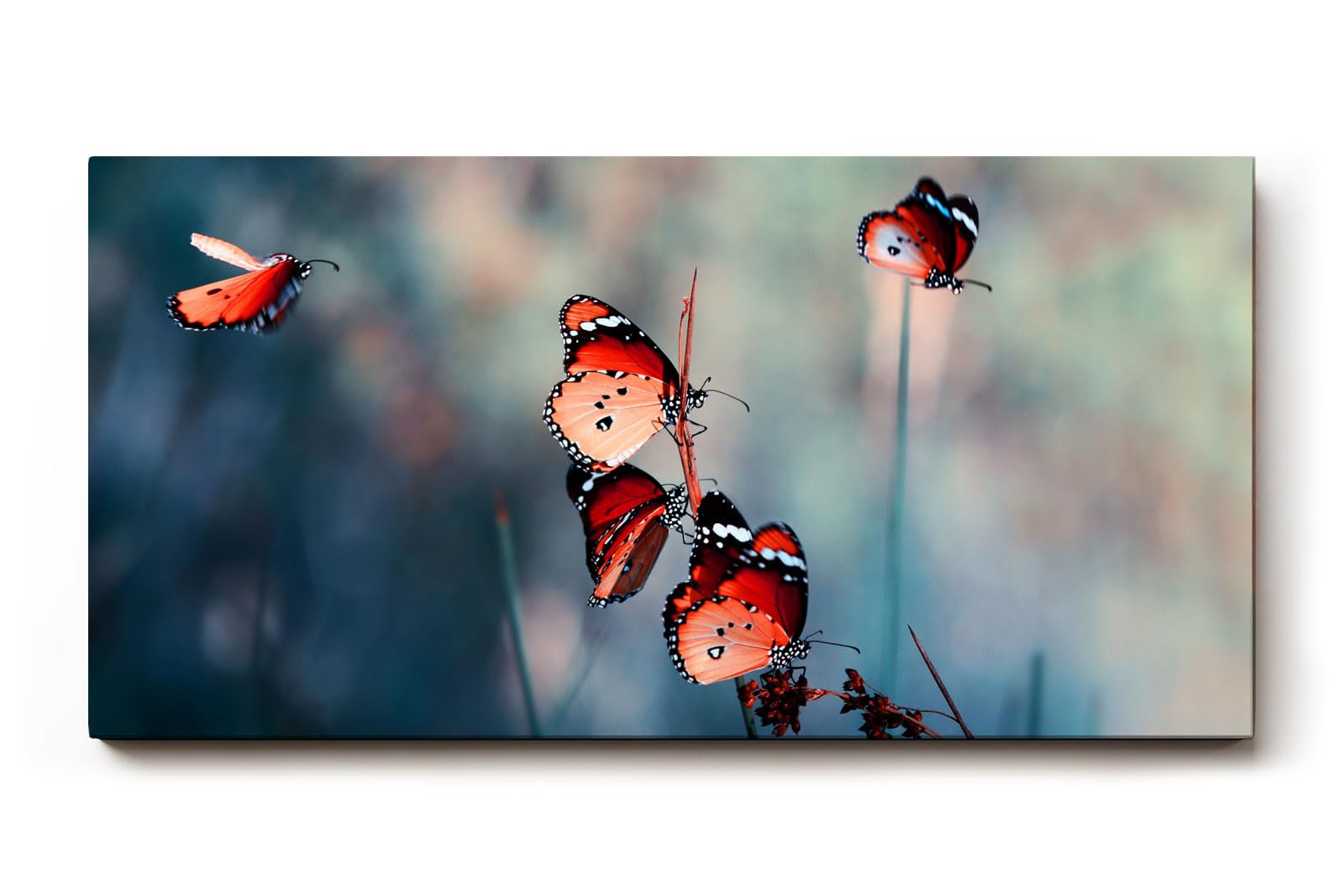 Sinus Art Wandbild 120x80cm Die rot-orange gefärbten Schmetterlinge strahlen Leichtigkeit, Freiheit und Lebendigkeit aus
