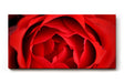 Sinus Art Wandbild 120x80cm Detailreiche Nahaufnahme einer geöffneten roten Rose mit sanft geschwungenen Blütenblättern