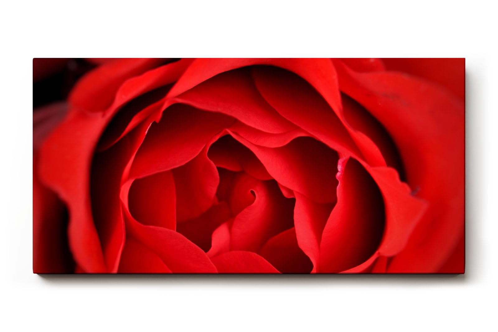 Sinus Art Wandbild 120x80cm Detailreiche Nahaufnahme einer geöffneten roten Rose mit sanft geschwungenen Blütenblättern
