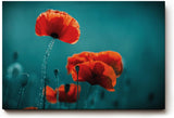 Sinus Art Wandbild 120x80cm Mohnblumen in intensivem Rot auf türkisblauem Hintergrund – modern, kraftvoll, reduziert